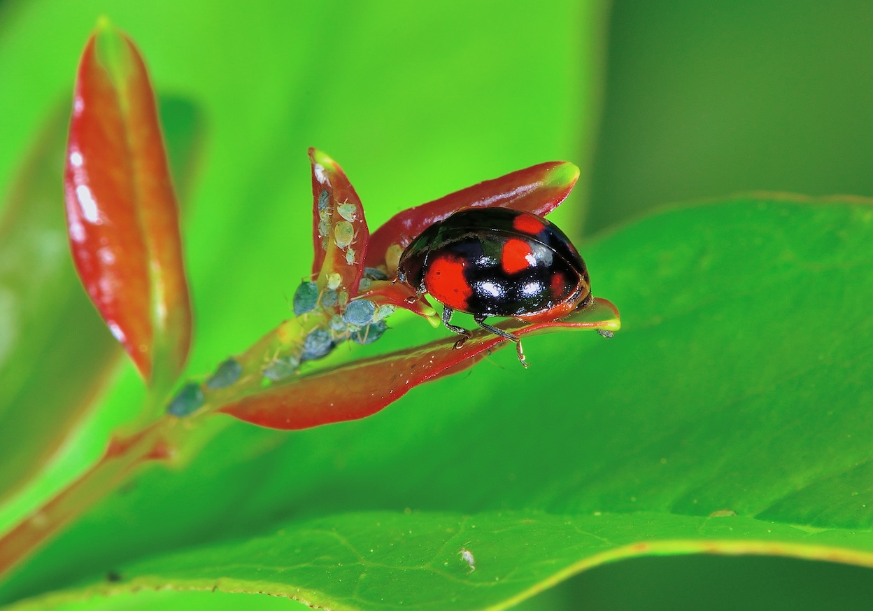 Coccinellidae da identificare